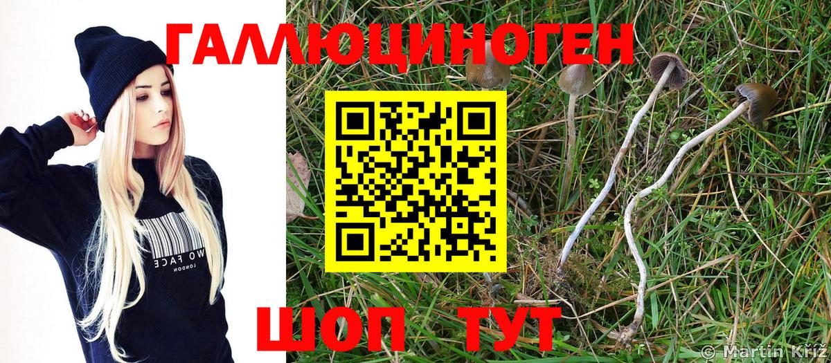 Псилоцибиновые грибы GOLDEN TEACHER Кольчугино